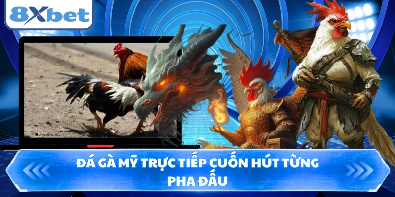 Đá gà Mỹ trực tiếp cuốn hút từng pha đấu