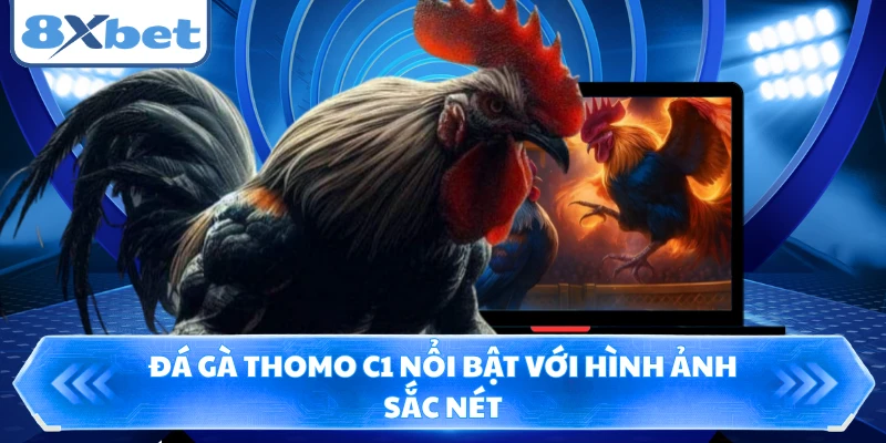 Đá gà Thomo C1 nổi bật với hình ảnh sắc nét